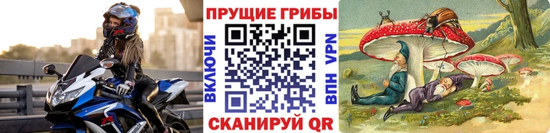Псилоцибиновые грибы Cubensis  Новопавловск 